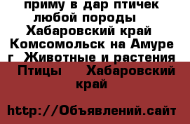 приму в дар птичек.любой породы. - Хабаровский край, Комсомольск-на-Амуре г. Животные и растения » Птицы   . Хабаровский край